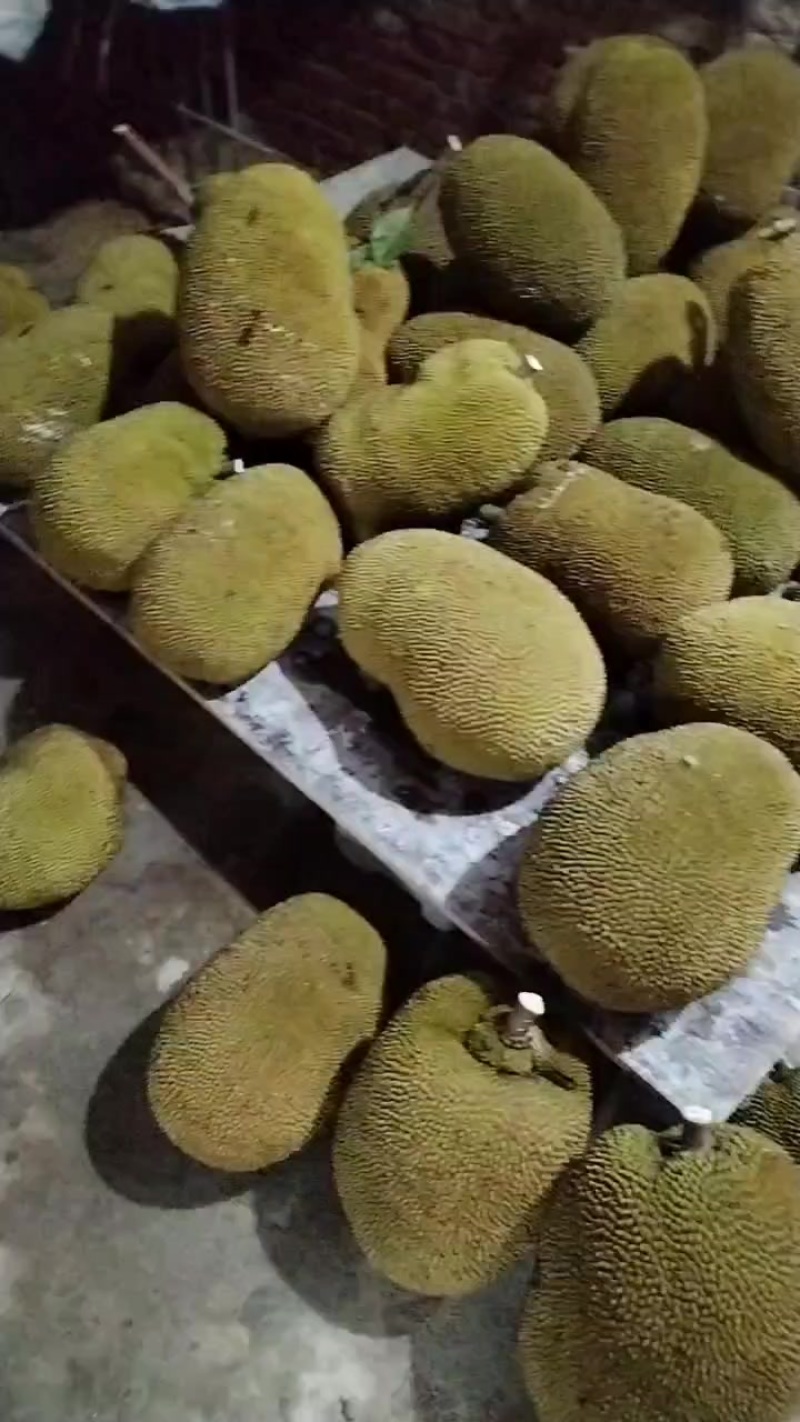 香包一号菠萝蜜，好吃又甜有一万多斤出售