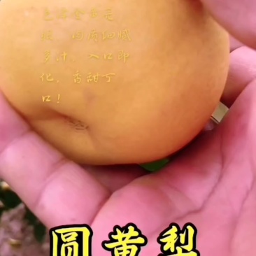 圆黄梨