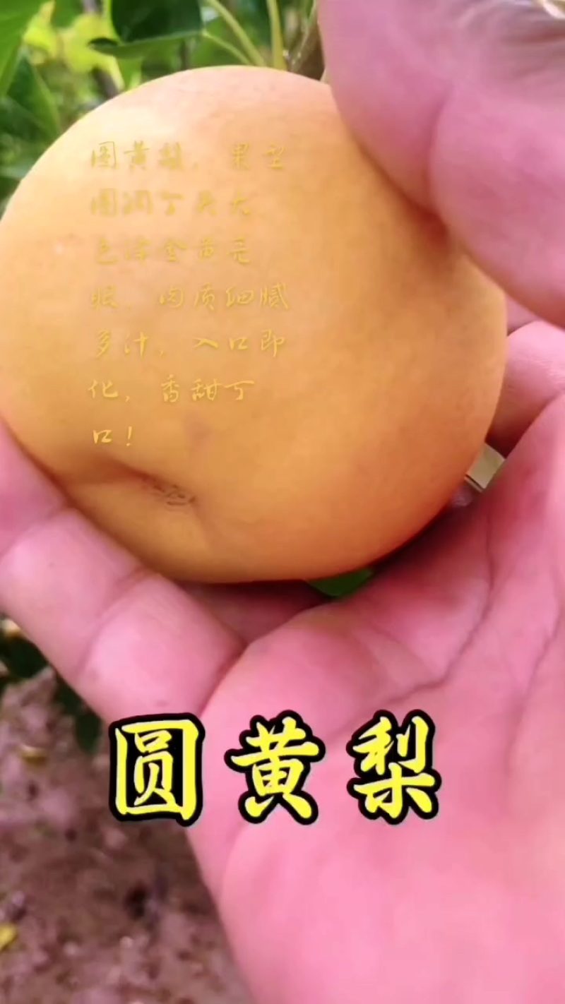圆黄梨