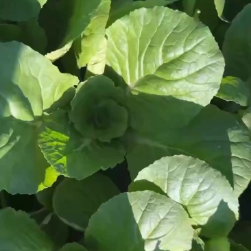 快菜
