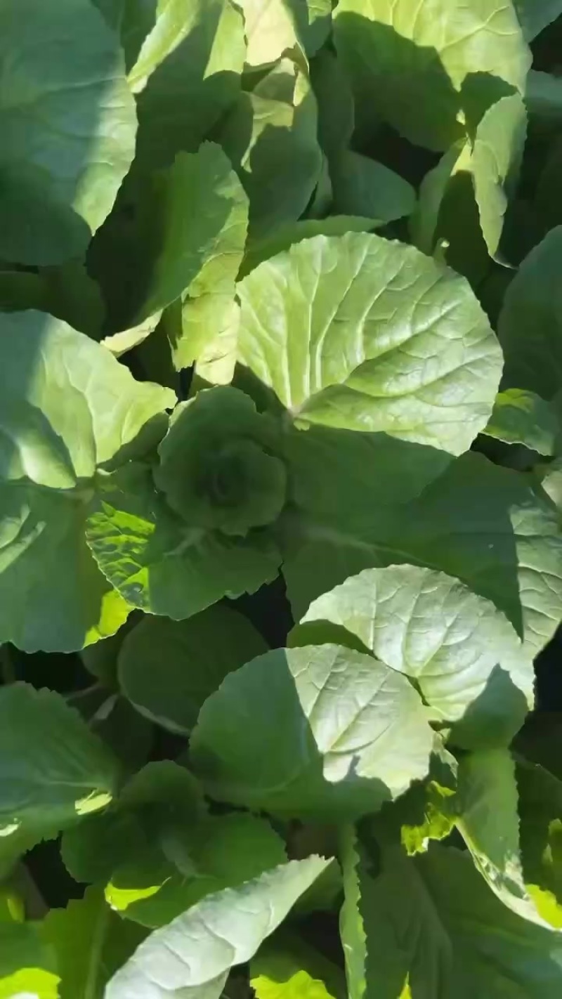快菜