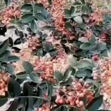 陕西原产地狮子头花椒