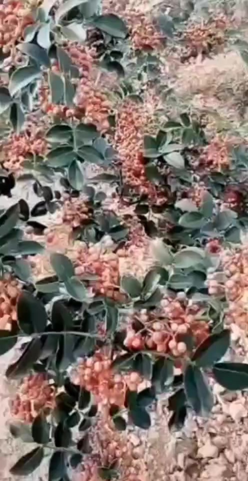 陕西原产地狮子头花椒