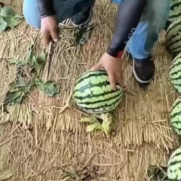 台农无籽美都