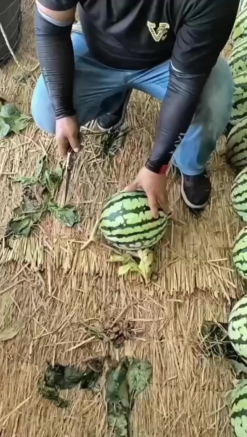 台农无籽美都