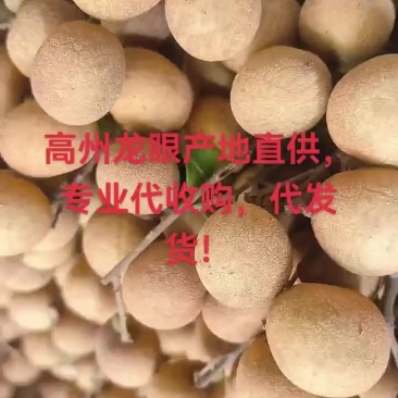 高州龙眼产地直供，专业代收购，代发货！