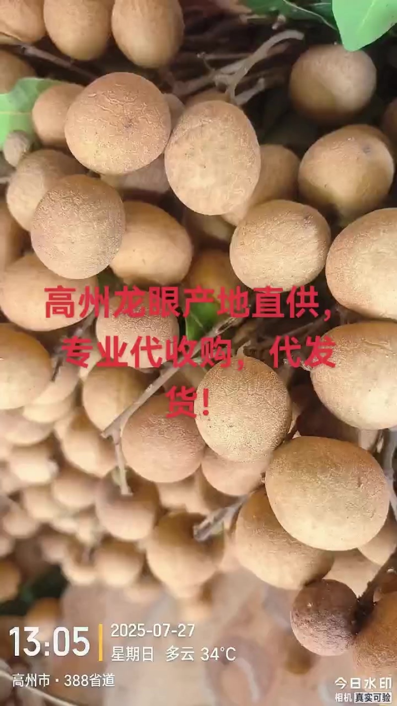 高州龙眼产地直供，专业代收购，代发货！
