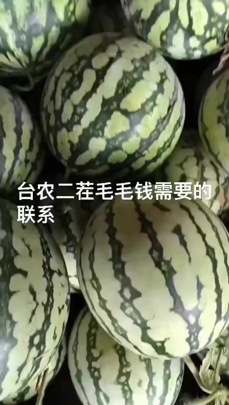 台农二茬有籽