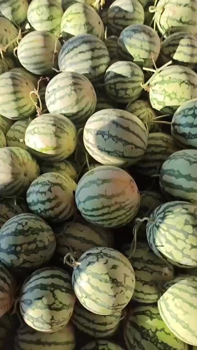 台农二茬有籽