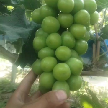 夏邑阳光玫瑰葡萄基地