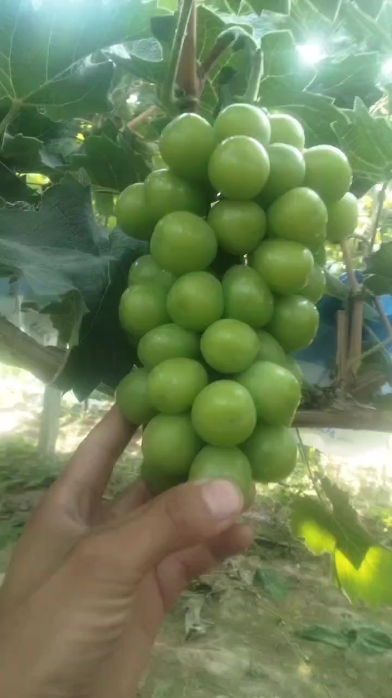 夏邑阳光玫瑰葡萄基地