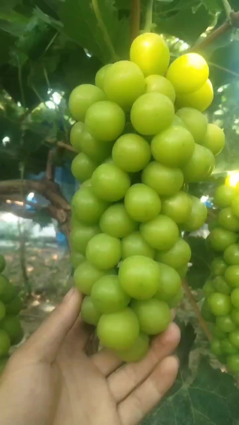 夏邑阳光玫瑰葡萄基地