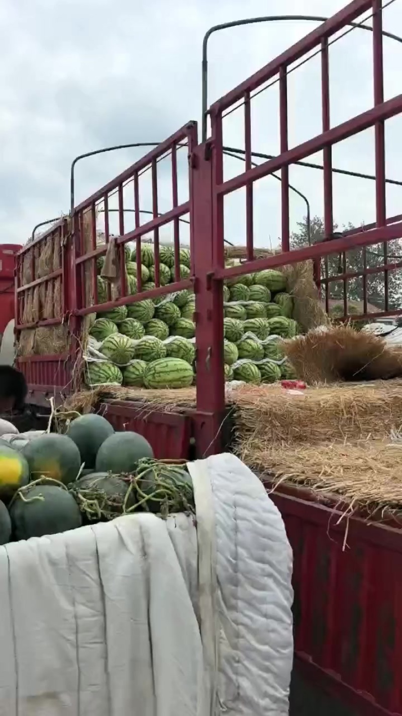 宁夏硒砂瓜
