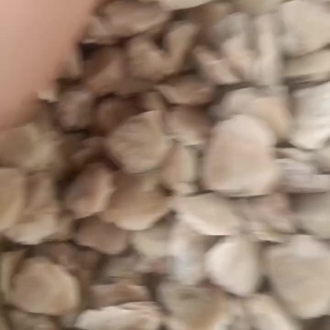 河蚬子肉