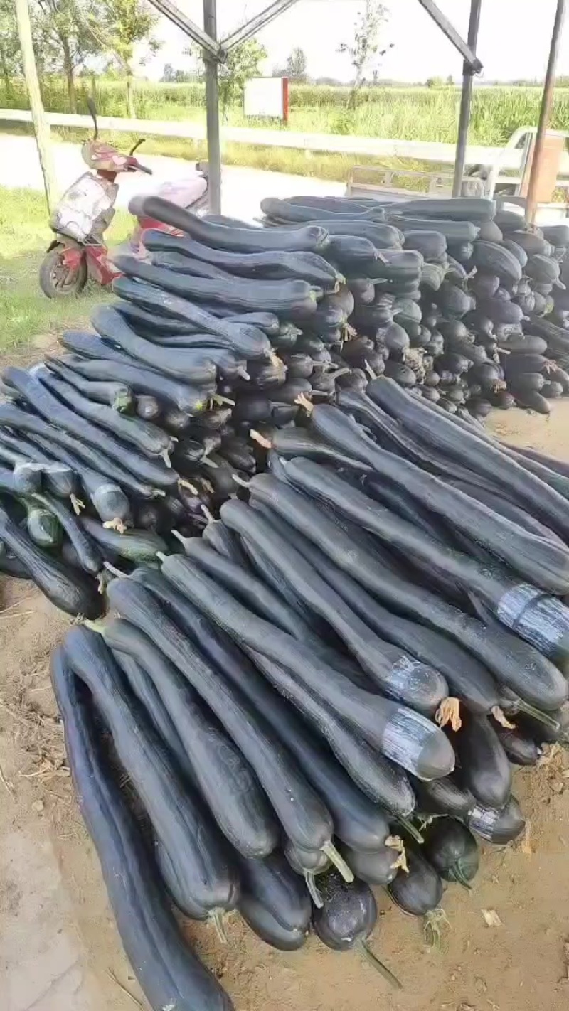 吊南瓜