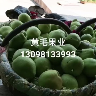 早酥梨