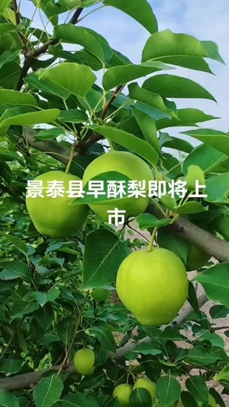 景泰早酥梨