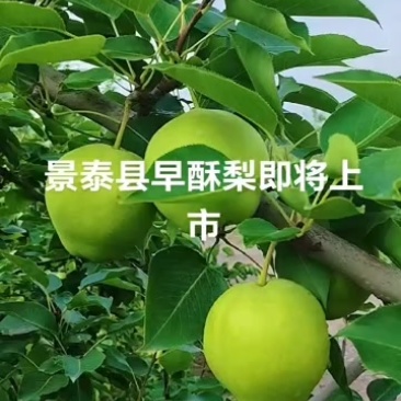 景泰早酥梨