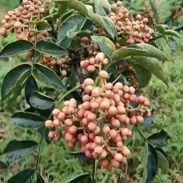 花椒树粗8公分