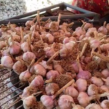 河北邯郸大名府正宗优质紫皮大蒜