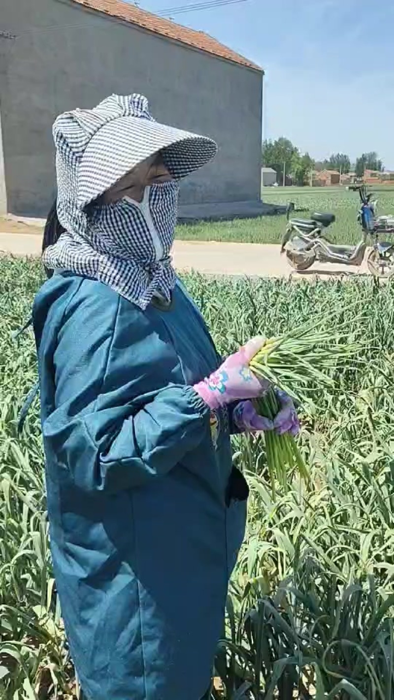 河北邯郸大名府正宗优质紫皮大蒜