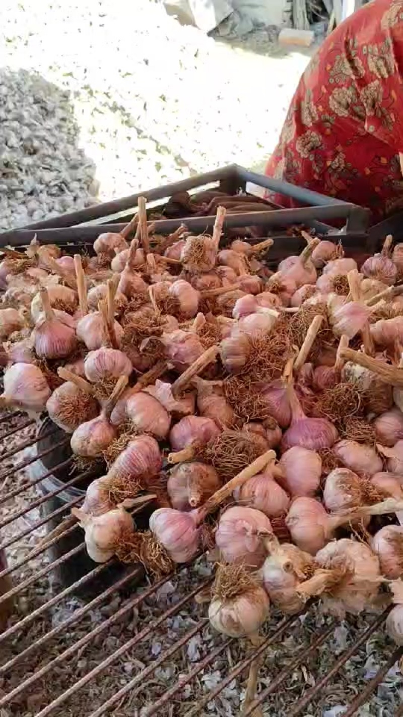 河北邯郸大名府正宗优质紫皮大蒜