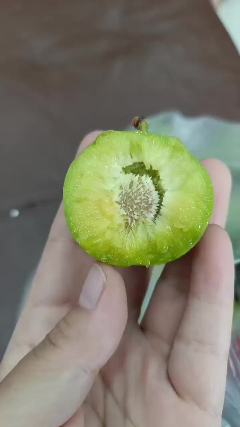 青翠李