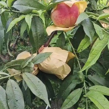 阳山水蜜桃