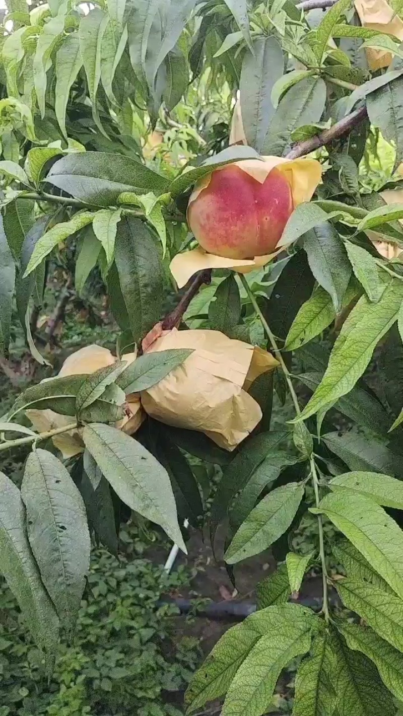 阳山水蜜桃