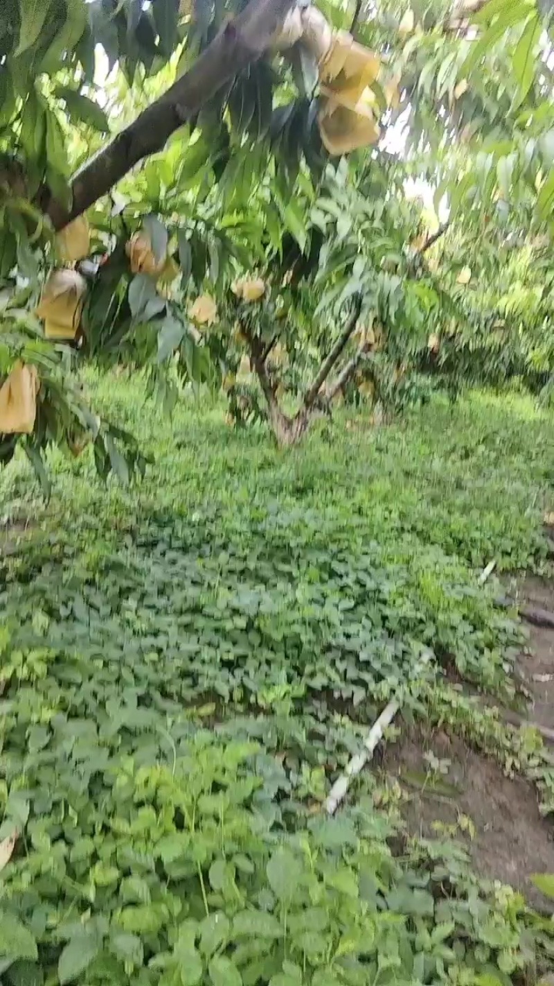 阳山水蜜桃