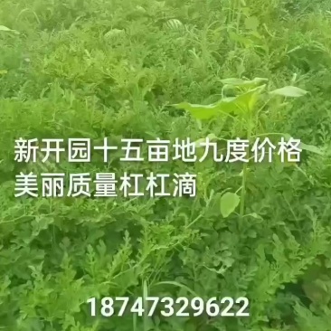 红瓤打瓜