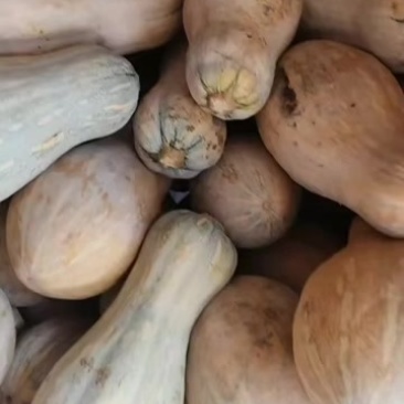 南瓜