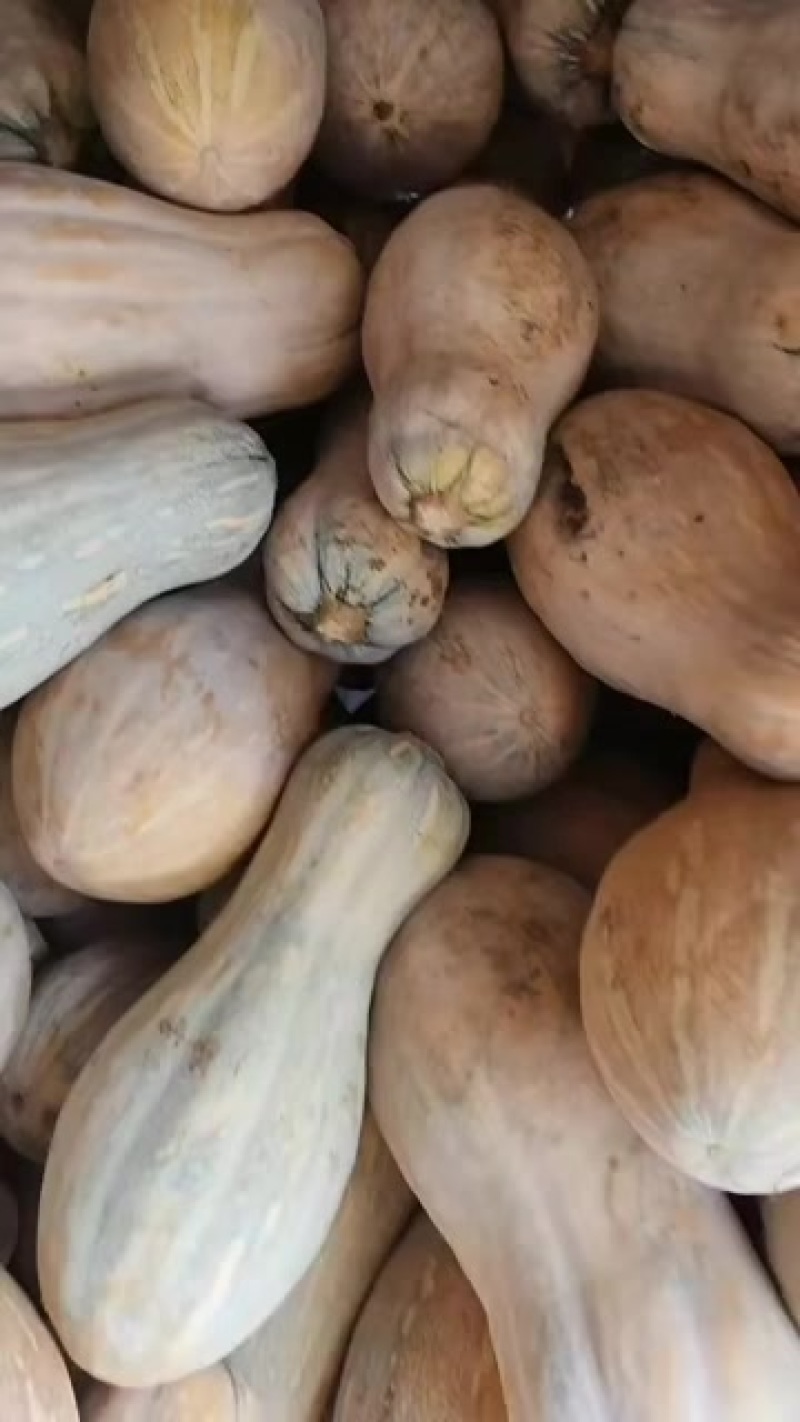 南瓜