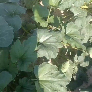 西吉西胡芦