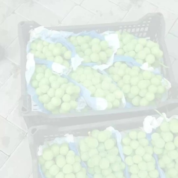 阳光玫瑰