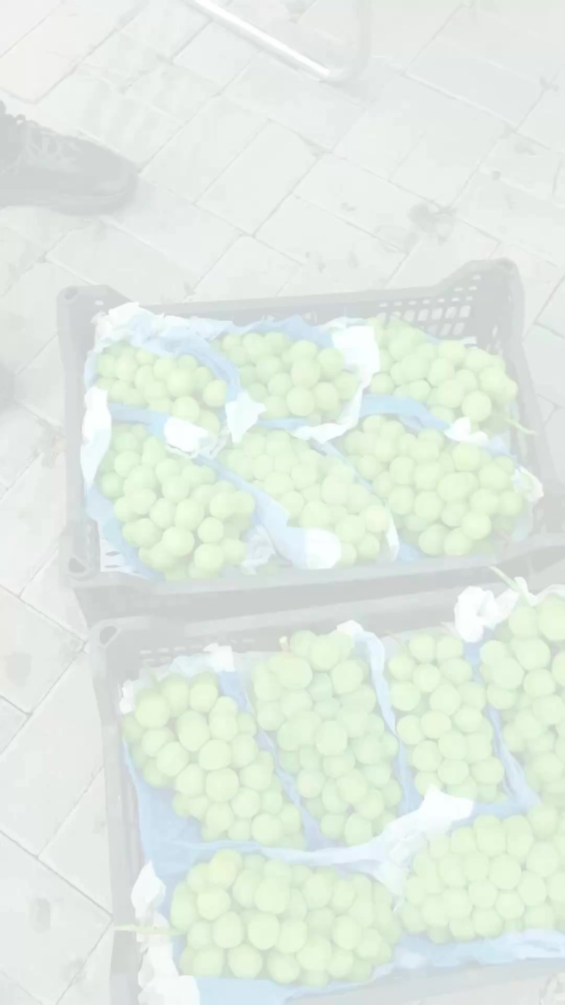 阳光玫瑰