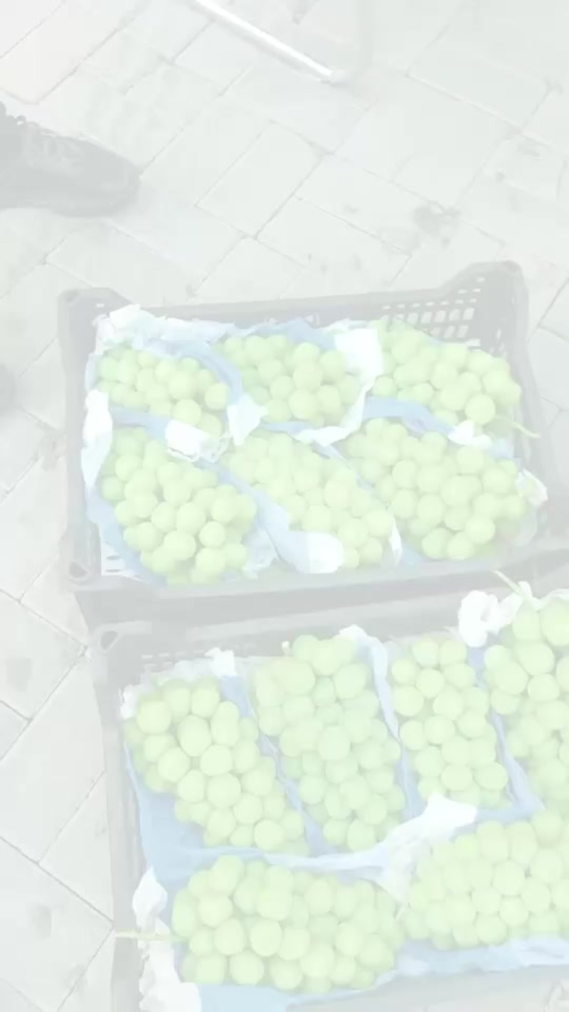 阳光玫瑰