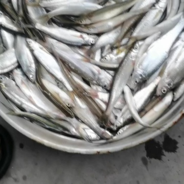 河鱼小白条