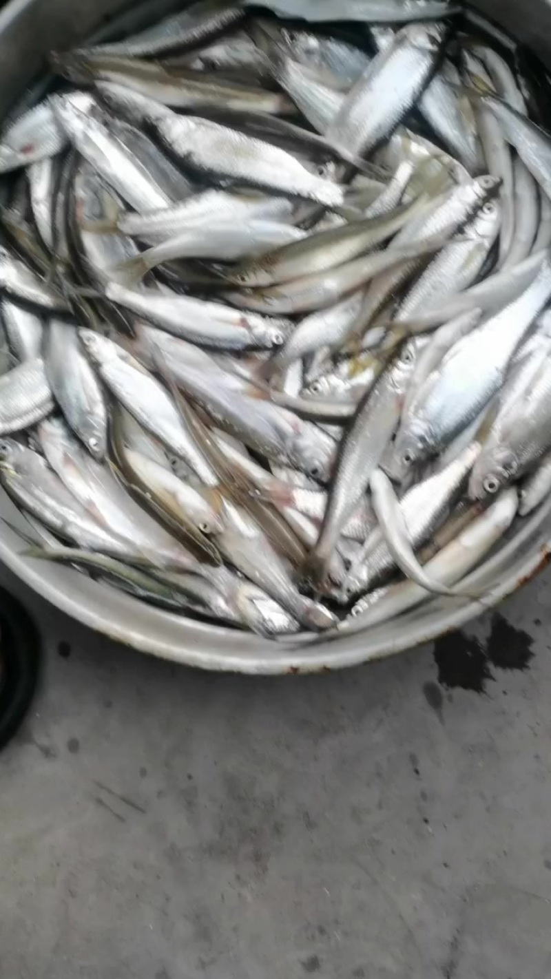 河鱼小白条
