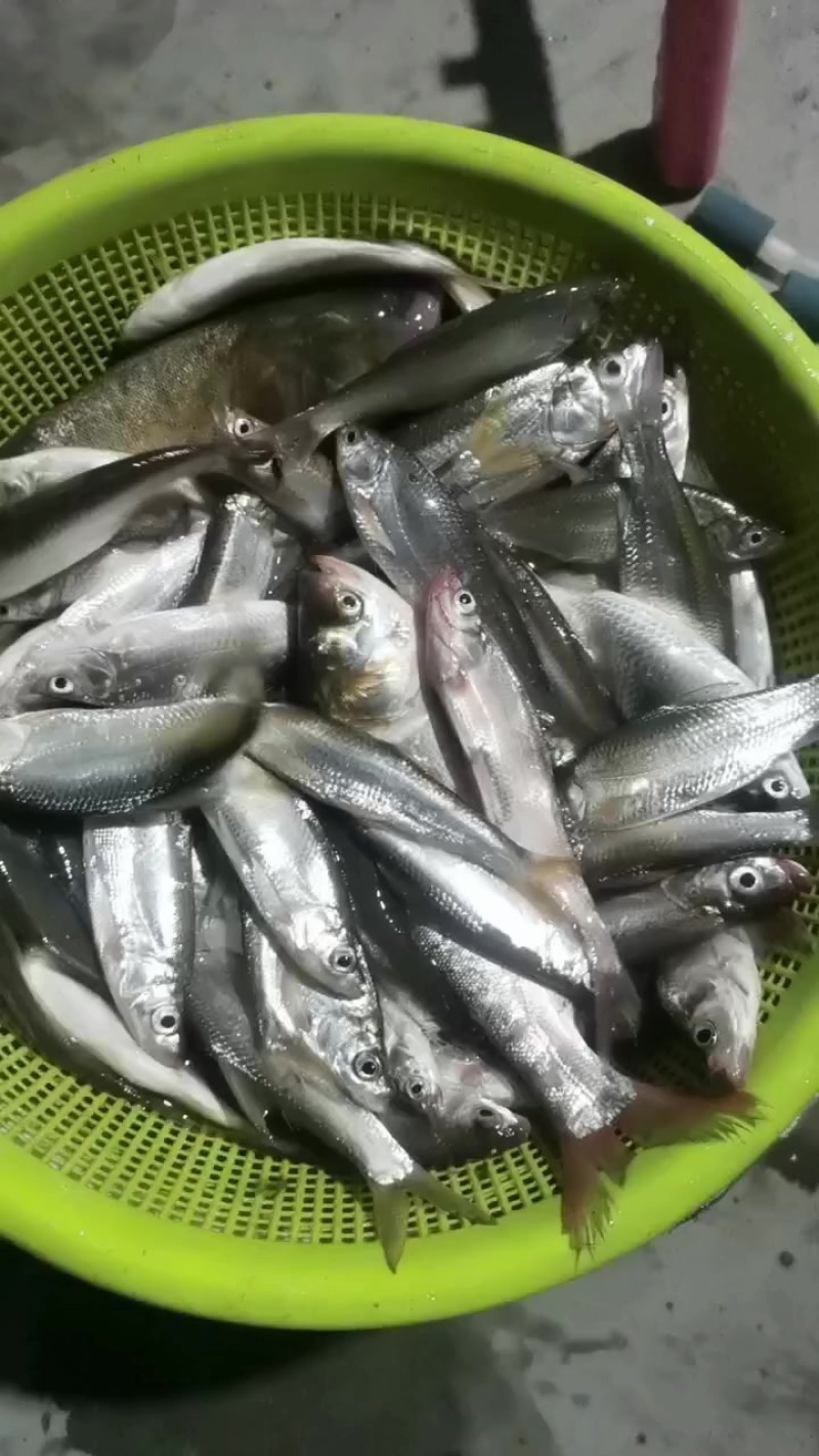 河鱼小白条
