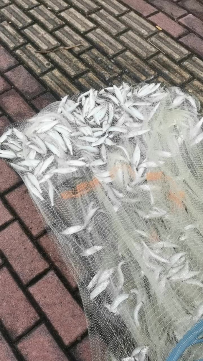 河鱼小白条