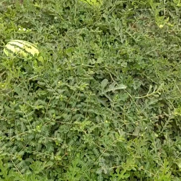 宁夏硒沙爪150吨出售