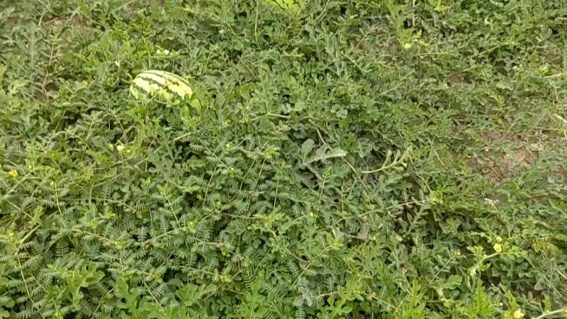宁夏硒沙爪150吨出售