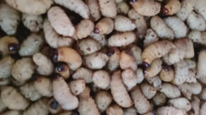 竹笋虫，竹蛹