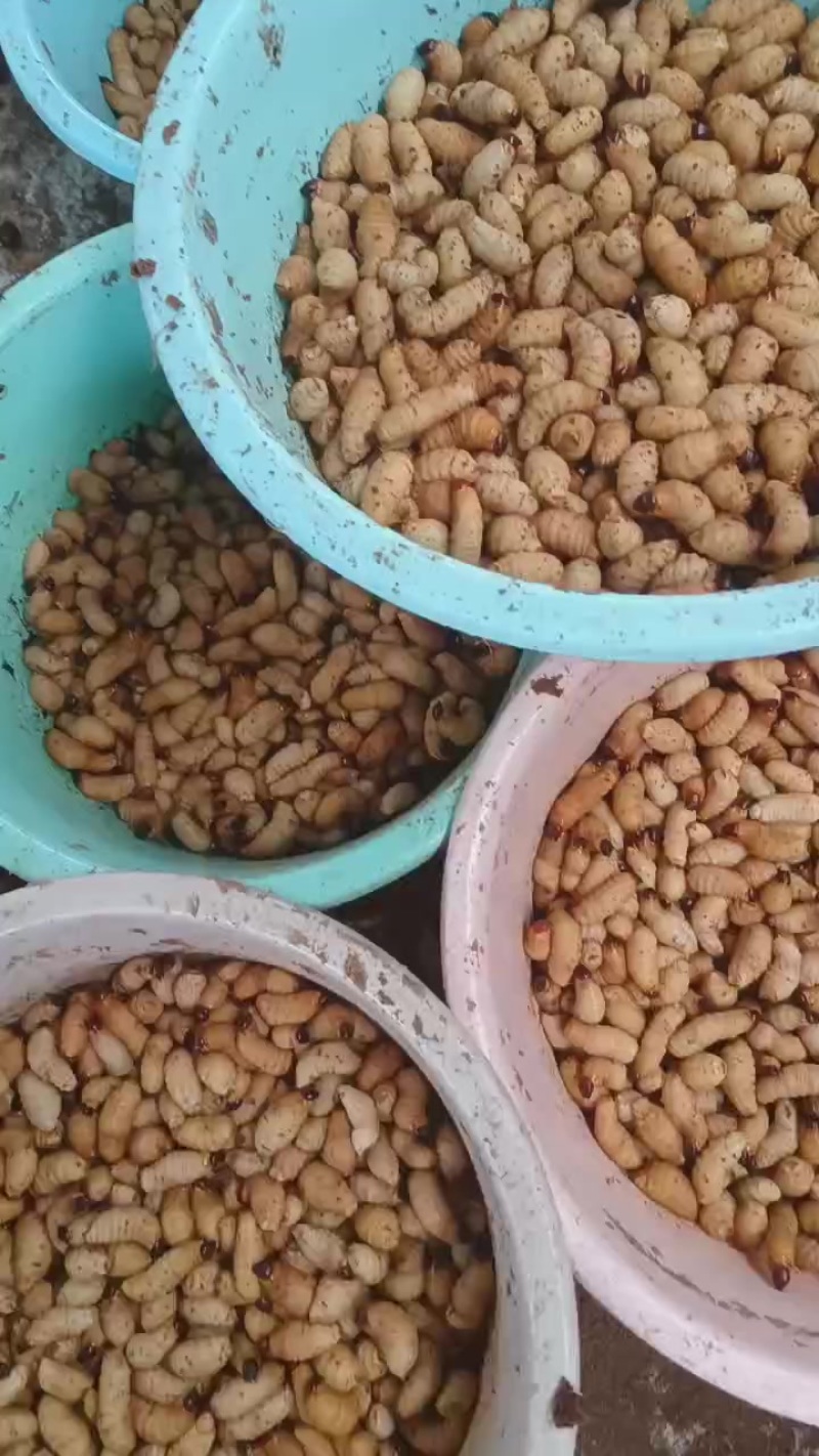 竹笋虫，竹蛹