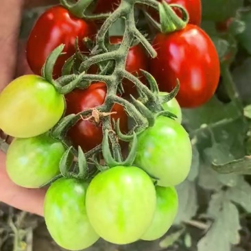 沙漠玲珑小红大量供应中