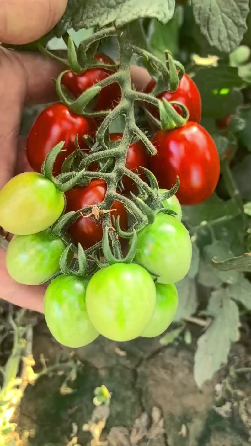 沙漠玲珑小红大量供应中