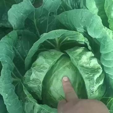 本地甘蓝，在有一个星期左右就上市了