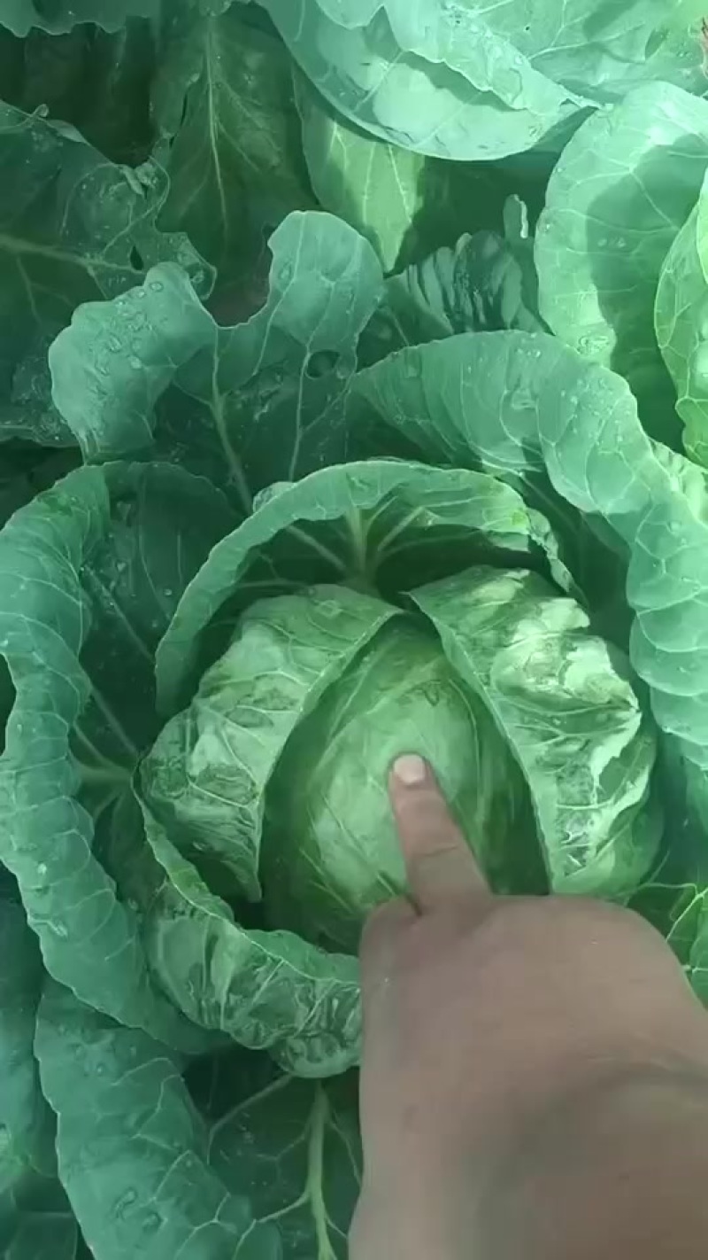 本地甘蓝，在有一个星期左右就上市了