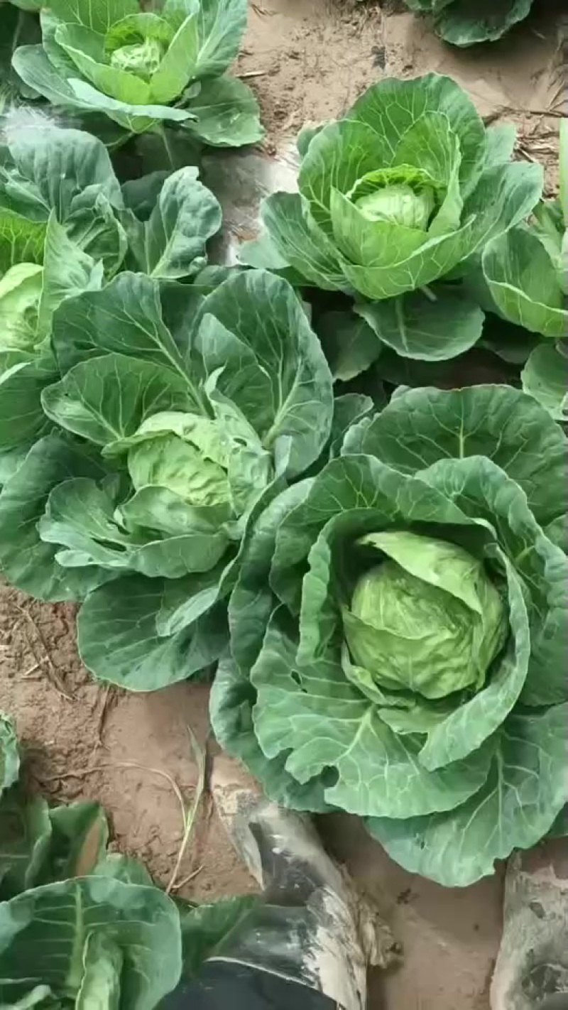 本地甘蓝，在有一个星期左右就上市了